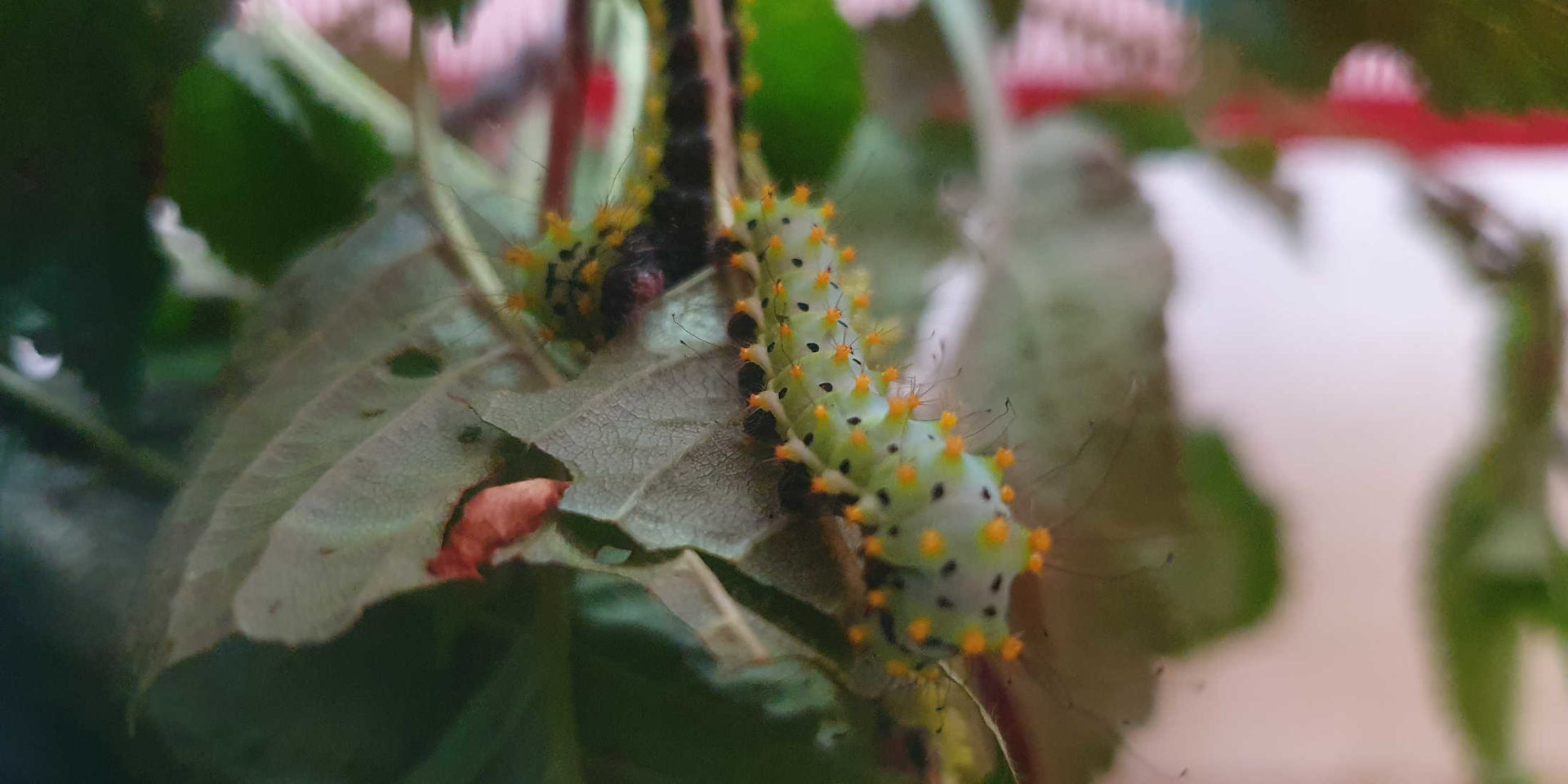 Schmetterlinge züchten mit Kindern (mit PDFAnleitung)
